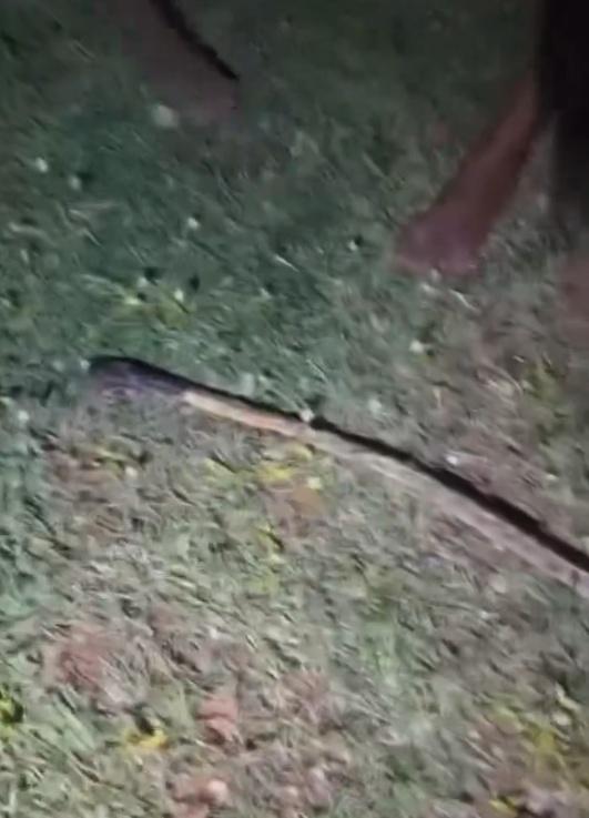 影片中這條蟒蛇被放在地面時,沒有任何行動的跡象,似乎已經死去。(X)