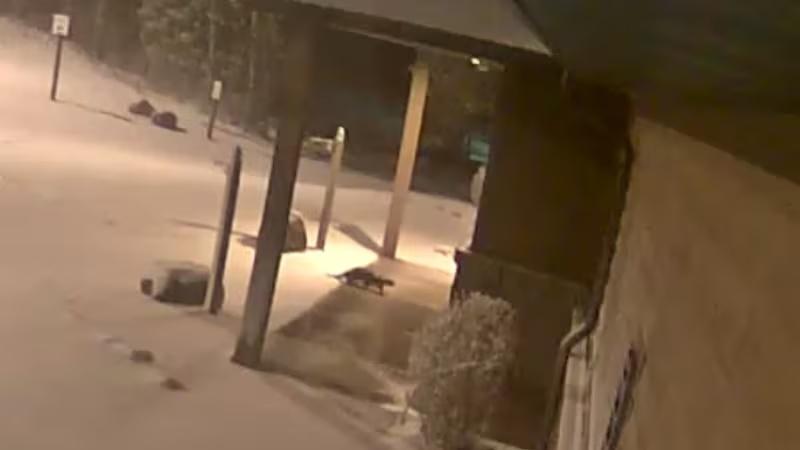 由居民提供給動物園的CCTV影片顯示,牠們走到街上,在雪地上四出探索。(X)