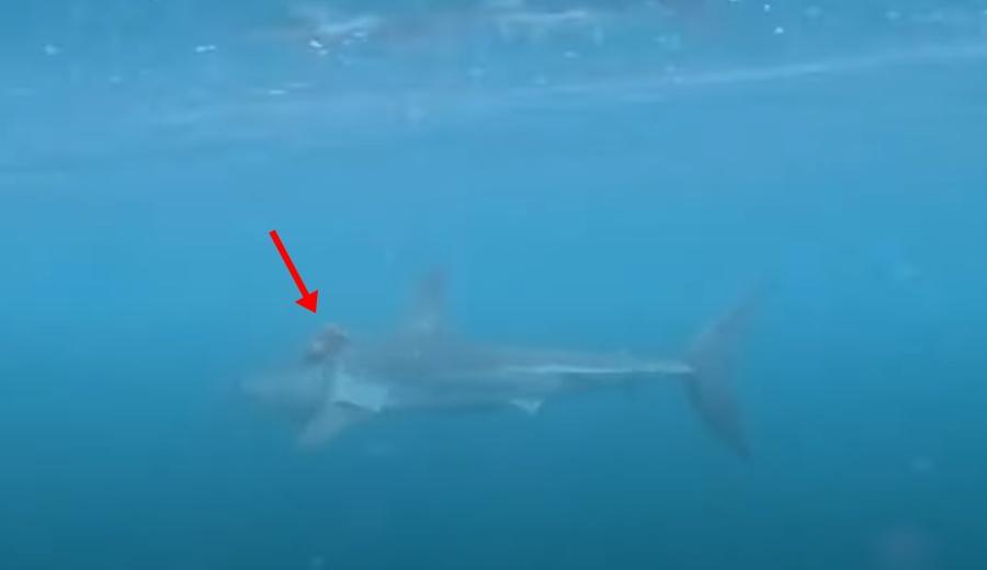 騎在鯊魚背上的竟然是一隻毛利八爪魚。(YouTube)