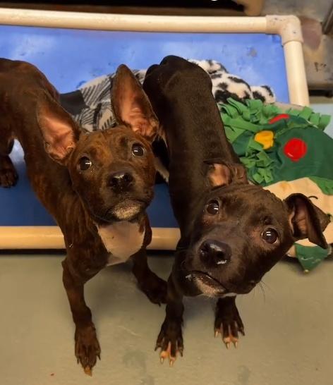 牠們在狗舍柵欄前,用小爪子急切地爭取關注。(IG)