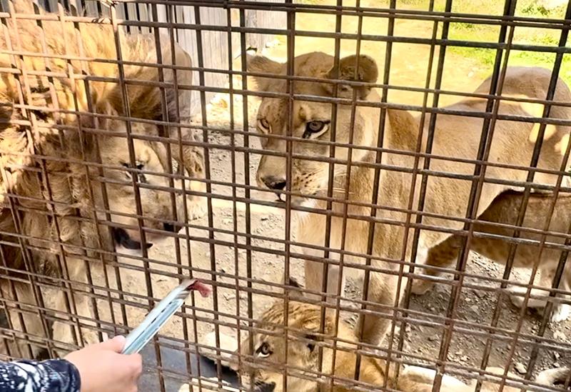 園內近距離餵食獅子。(X)