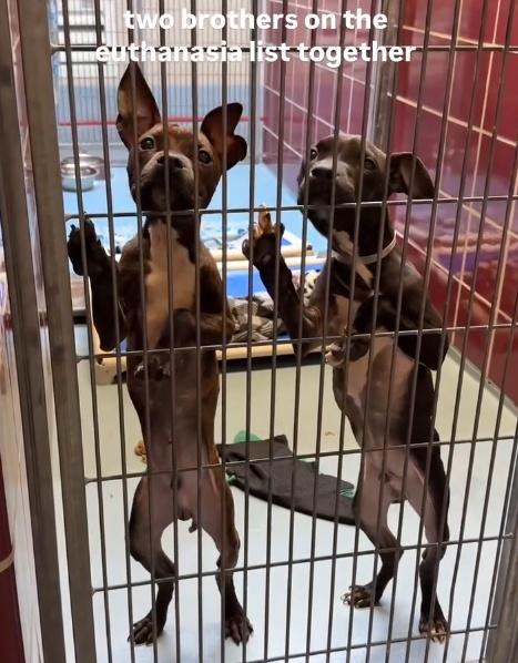 牠們在狗舍柵欄前,用小爪子急切地爭取關注。(IG)