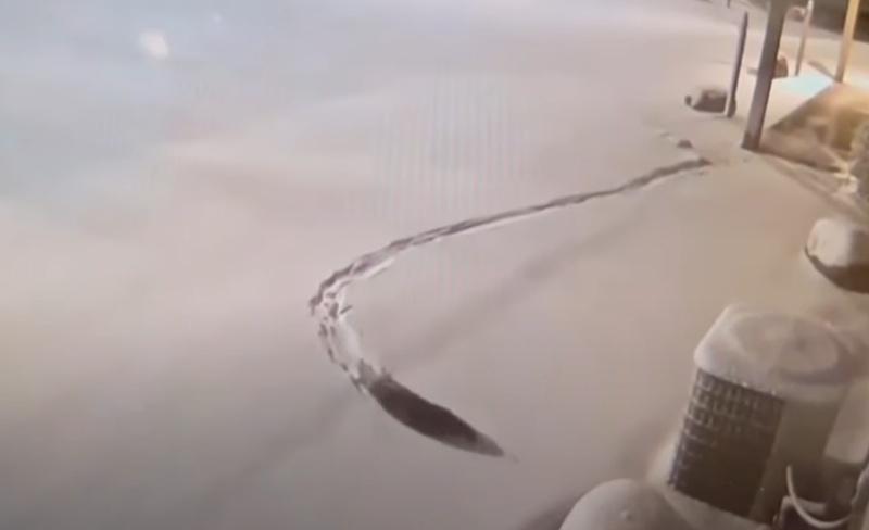 由居民提供給動物園的CCTV影片顯示,牠們走到街上,在雪地上四出探索。(X)