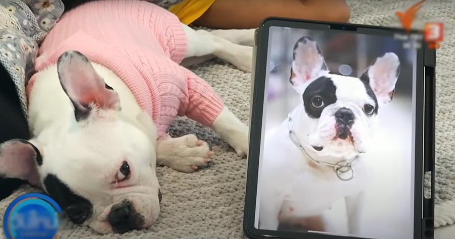 這隻複製狗與原狗狗僅左耳有些微差異。(YouTube)