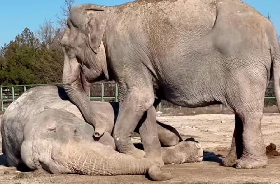 Magda將鼻子輕擦Jenny的面和鼻,像是在跟Jenny道別。(X)