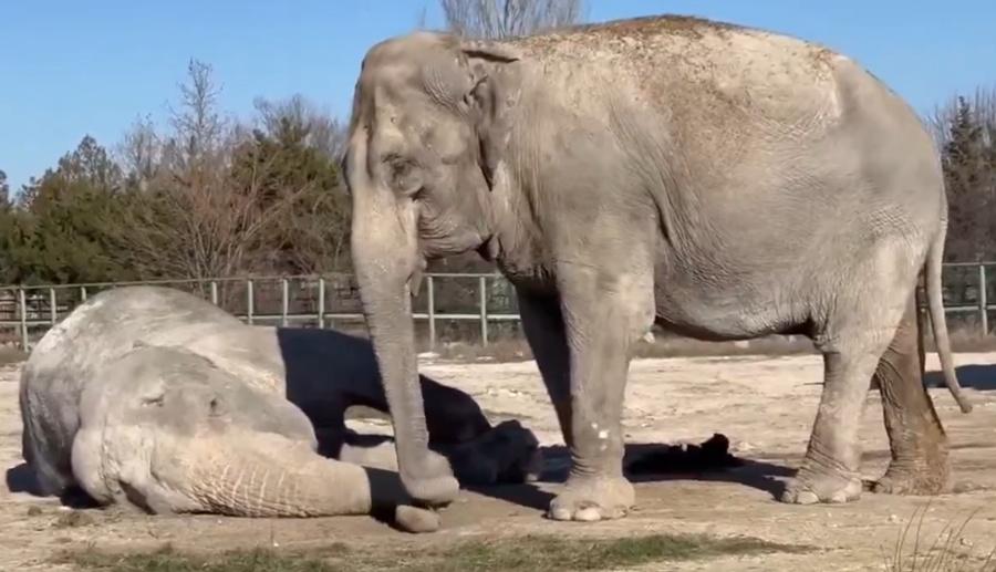 Magda將鼻子輕擦Jenny的面和鼻,像是在跟Jenny道別。(X)