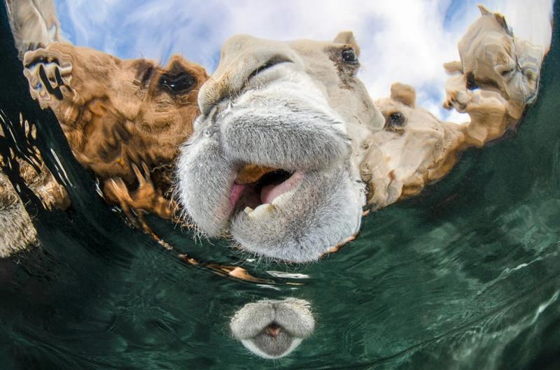 肖像獎項首獎由Abdulaziz Al Saleh拍攝的「Hydration」獲得。(UPY 2025)