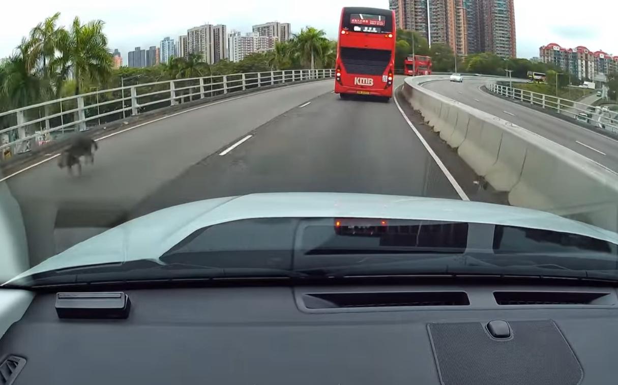 元朗發生狗狗被撞意外。(fb「車cam L(香港群組)」截圖)