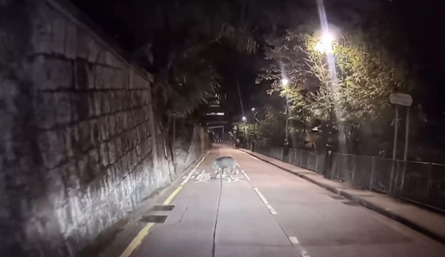 山頂再現野豬蹤影。(fb「車cam L(香港群組)」截圖)