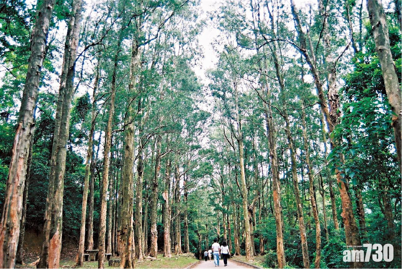 城門水塘有多條行山路線以菠蘿壩起步。(資料圖片)