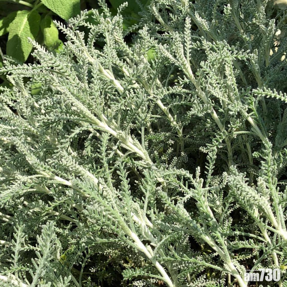 防蚊植物:棉杉菊外表像是被白雪覆蓋一樣。