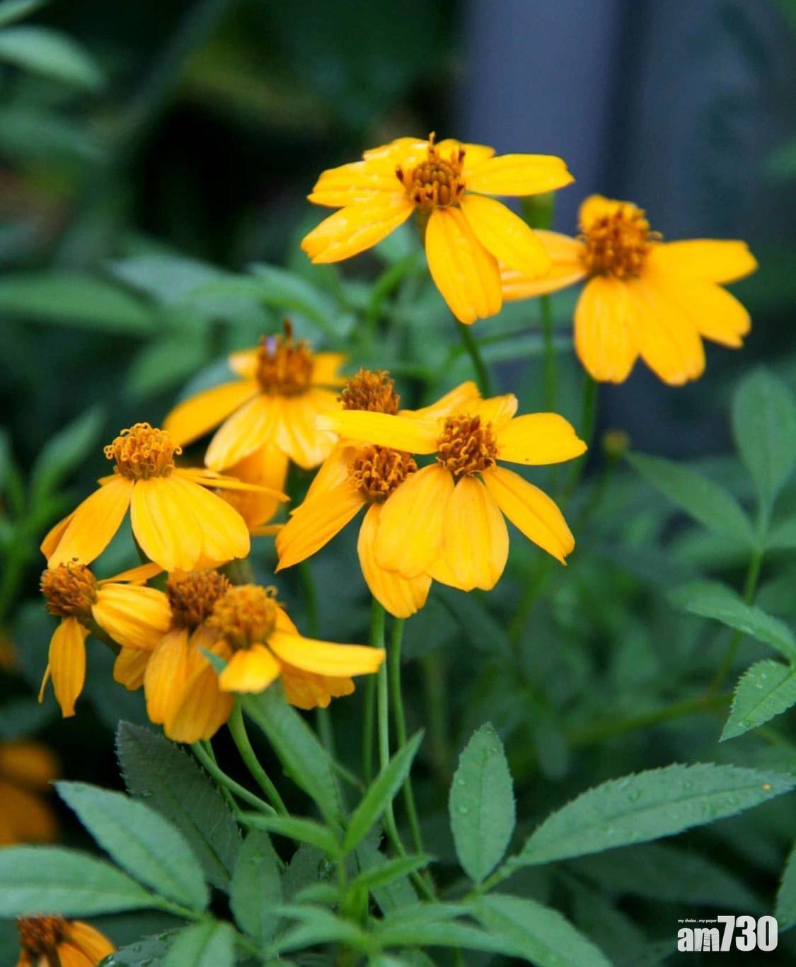 防蚊植物:芳香萬壽菊的花和葉都有驅蟲的作用。