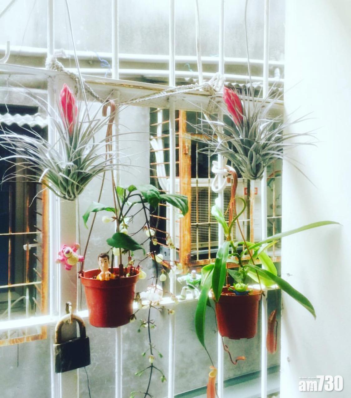 防蚊植物:豬籠草適合放在窗邊。