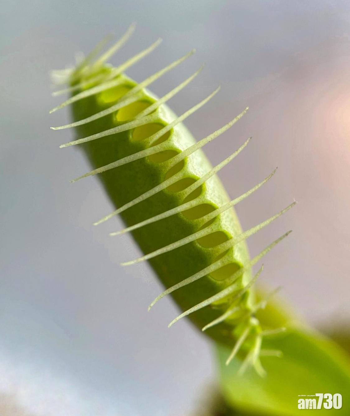 防蚊植物:捕蠅草同樣有效殺死蚊蟲。