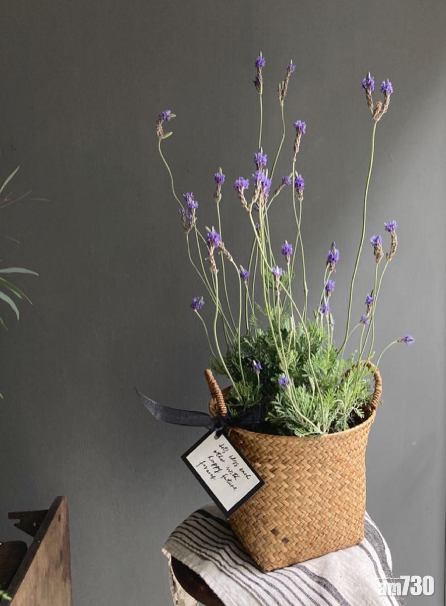 防蚊植物:薰衣草外觀漂亮,香氣撲鼻,但栽種方法比較有要求。