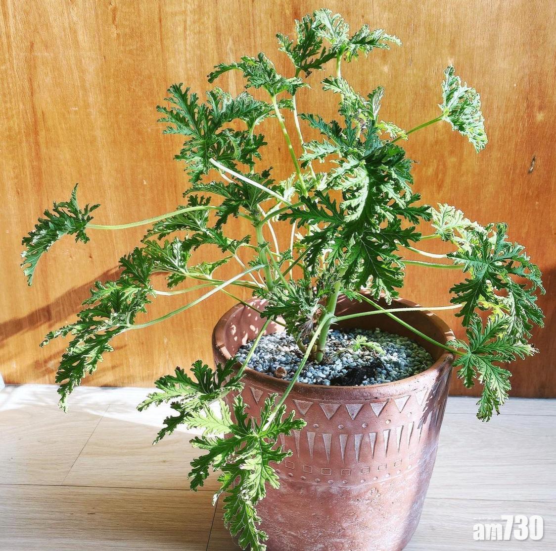 防蚊植物:香葉天竺葵屬特別有效的防蚊草。
