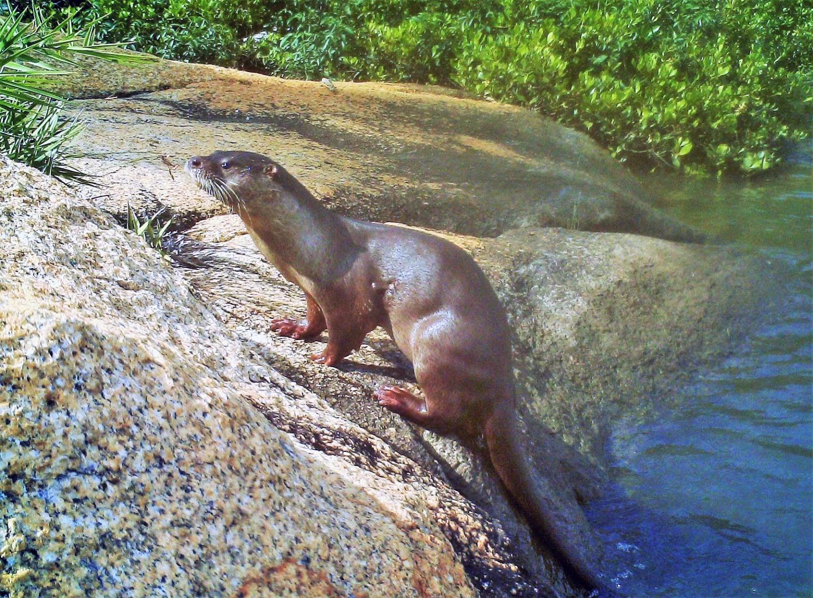 歐亞水獺。(fb「嘉道理農場暨植物園」資料圖片)
