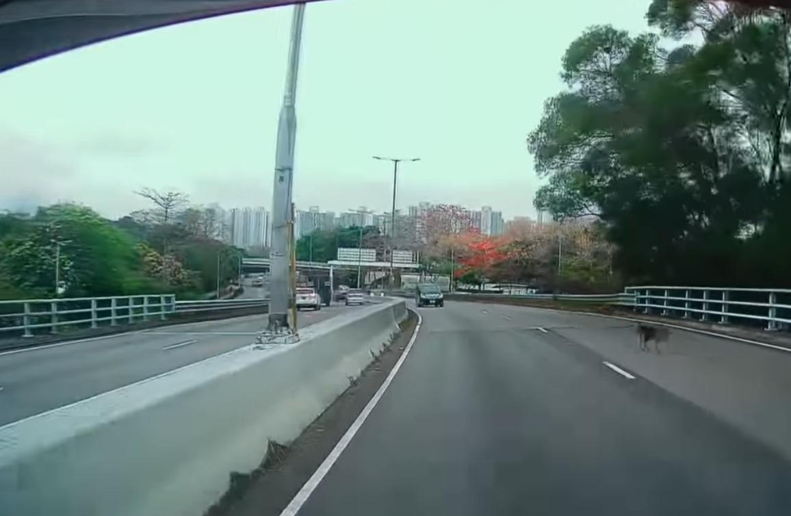 元朗發生狗狗被撞意外。(fb「車cam L(香港群組)」截圖)