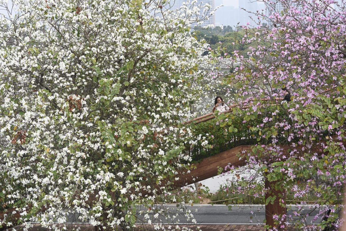 在海珠國家濕地公園內,宮粉紫荊的品種十分豐富,有白色、粉紅色、紫色等,是其他地方不容易看到的。(圖片來源:視覺中國)