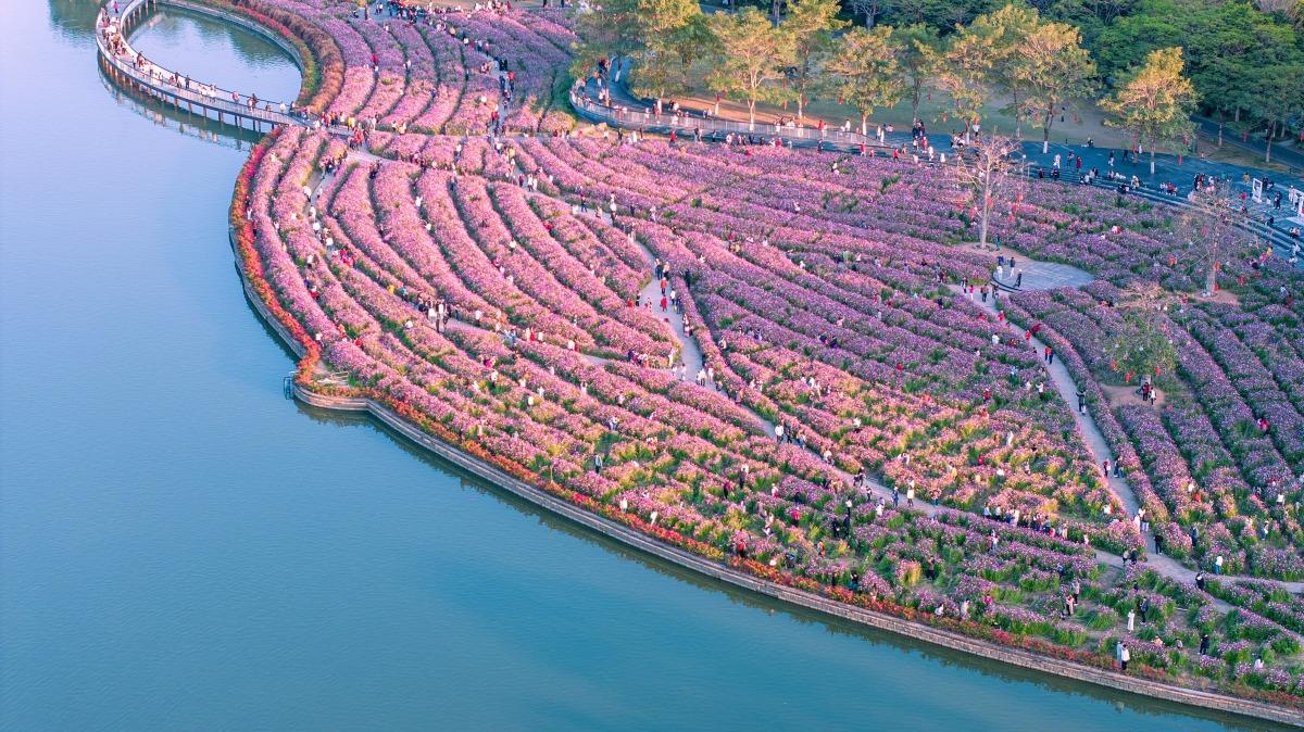 在海珠湖,則有波斯菊花海絢爛綻放,都是今年海珠國家濕地公園的主題看點之一。(圖片來源:視覺中國)