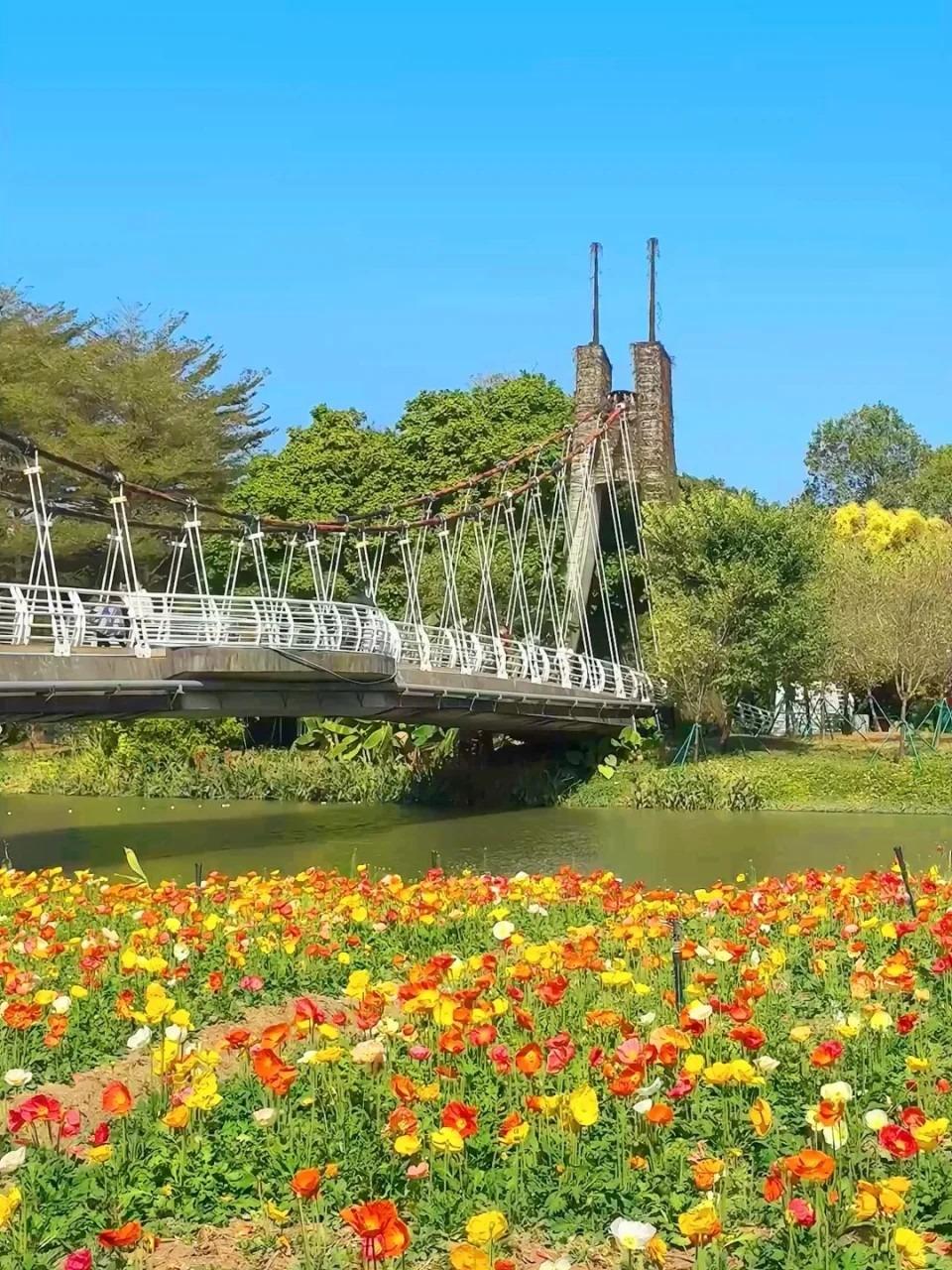 海珠國家濕地公園內有名的天龍橋下,有一片虞美人花海,色彩矯艷。虞美人花朵偏矮小,要和它合照就得蹲下了。(圖片來源:梁開心@小紅書)