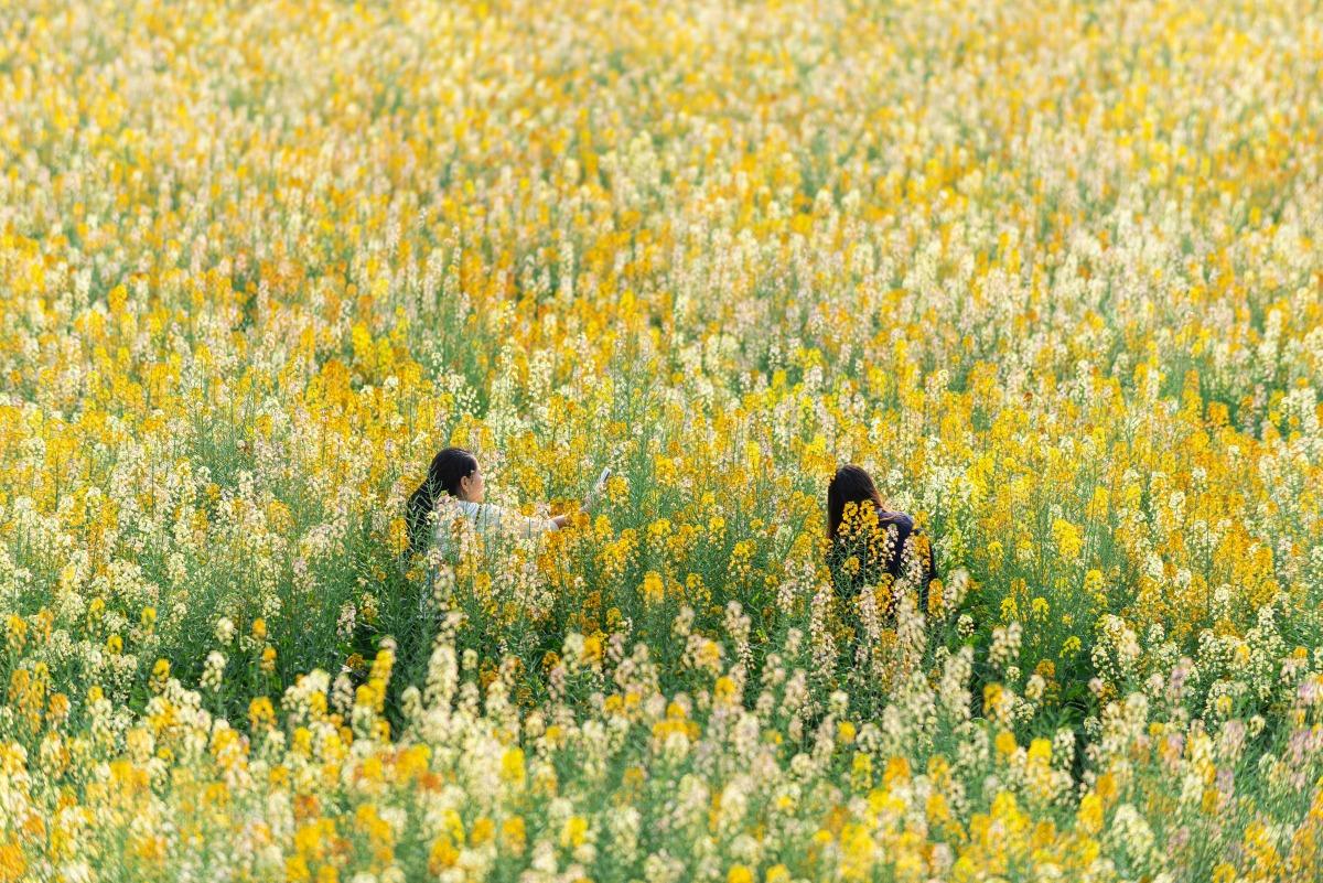 並非傳統的金黃色,而是融入了橙黃、粉紅、白色等多種色彩,花兒像人一樣高,依花田小徑行走,到處都是打卡位。(圖片來源:視覺中國)