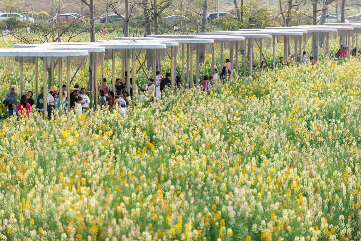 公園的花田小徑、風車花海,河堤等,都為是欣賞油菜花田的好地方。(圖片來源:視覺中國)