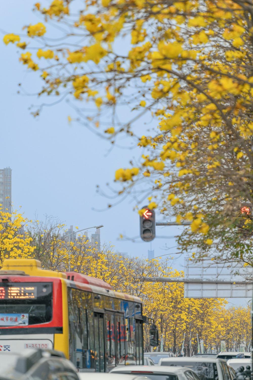 海珠區洲頭嘴公園外馬路兩旁金光片片,與車輛同框構成美麗的圖畫,是不能錯過的打卡位。(圖片來源:視覺中國)