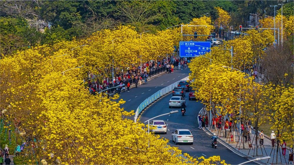 海珠區洲頭咀公園外馬路起點是人民橋,終點是洲頭嘴公園,全長約600米,馬路兩旁黃花風鈴木開得異常盛放,形成了一條黃金大道。(圖片來源:視覺中國)