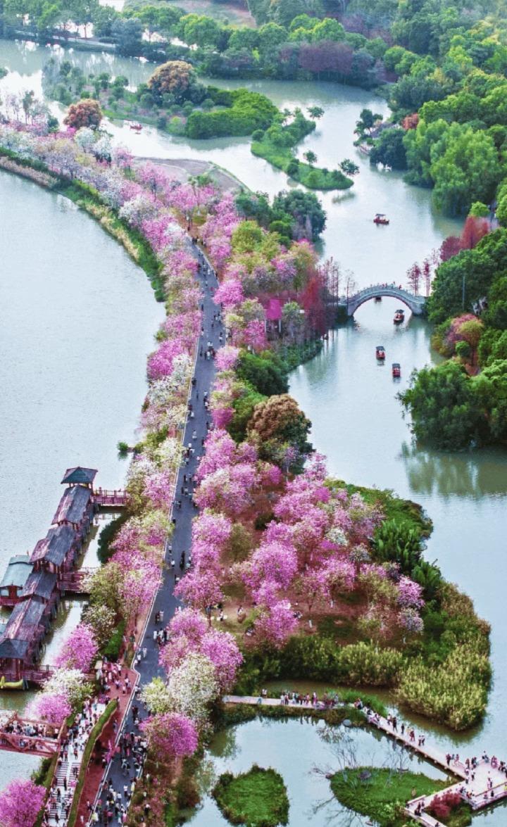 宮粉紫荊有耐濕性、花期長的特性,是海珠國家濕地公園生態修復的優選樹種,每年都開得十分燦爛。(網上圖片)