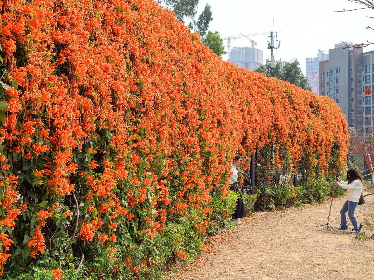 位於赤灣華英路景觀公園的瀑布牆亦是驚絕全城,吸引大批市民來拍照。(圖片來源:視覺中國)