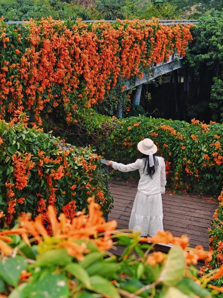 香蜜公園的花瀑長廊,千米花炮仗花瀑布是打卡地標。(圖片來源:807885378@小紅書)