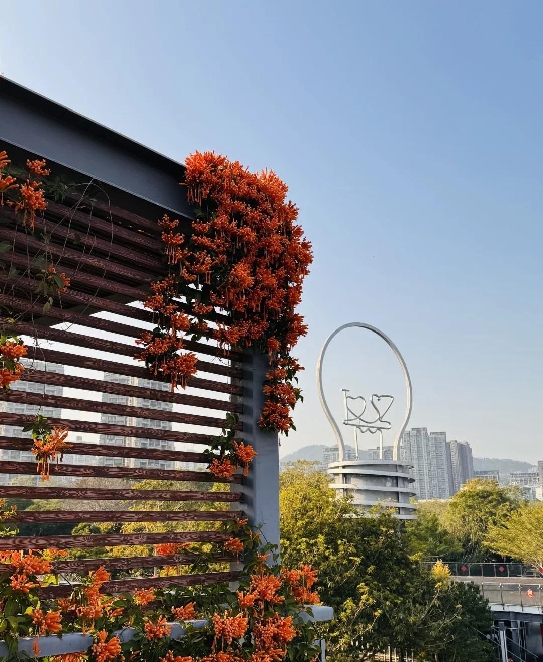 香蜜公園落日天台,炮仗花構圖也是熱門打卡位。(圖片來源:807885378@小紅書)