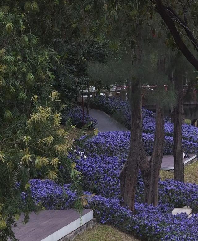 深圳灣公園內大片的喜花草,令小沙山成為遊客賞花必到的景點。(圖片來源:110961739@小紅書)