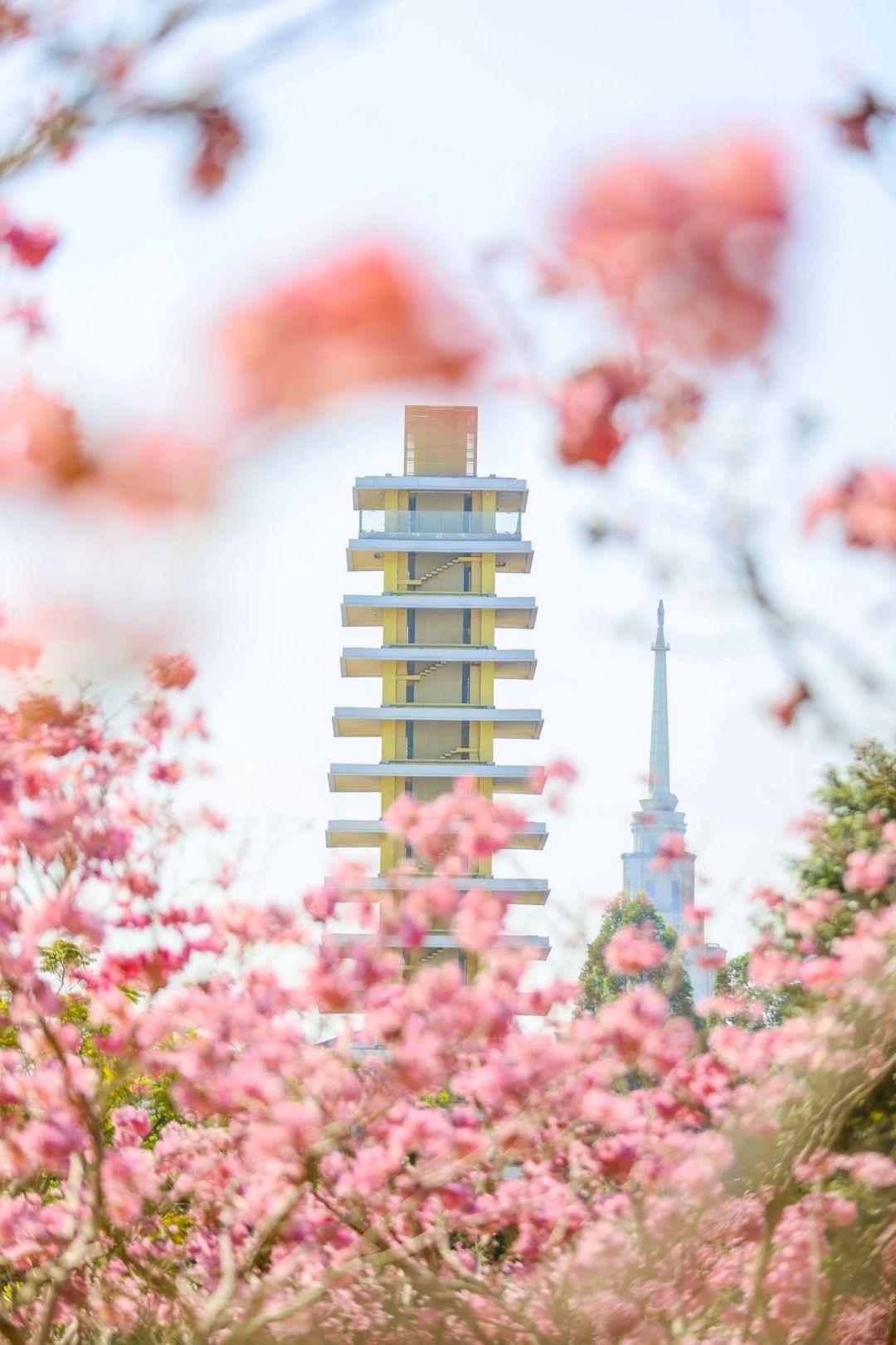 在香港中文大學 (深圳)的紫花風鈴木也十分有名,周末開放給遊客,預約登記就可以入內欣賞,大學內還能踏單車,好看又好玩。(圖片來源:愛拍照的阿遠@小紅書)