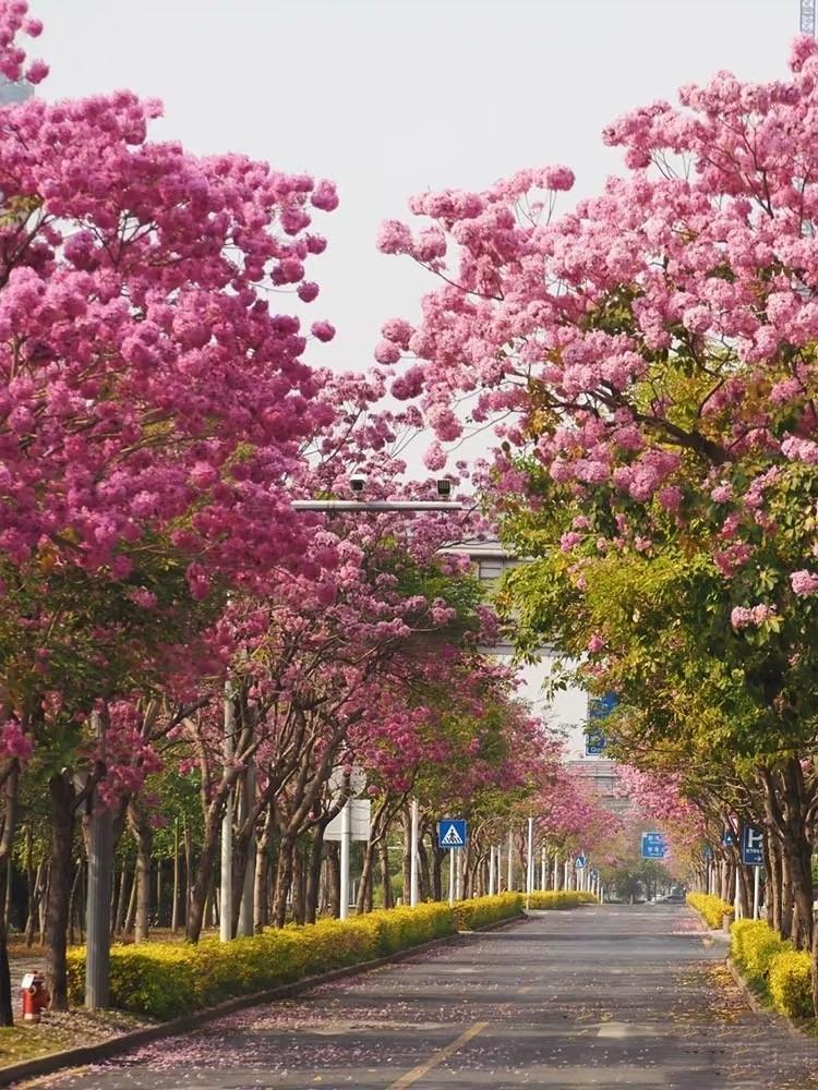 龍華區清湖地鐵站C出口一出便是富泉路,夾道兩旁的紫花風鈴木成為了今年的焦點,吸引大批市民去打卡。(圖片來源:hellohk@小紅書)