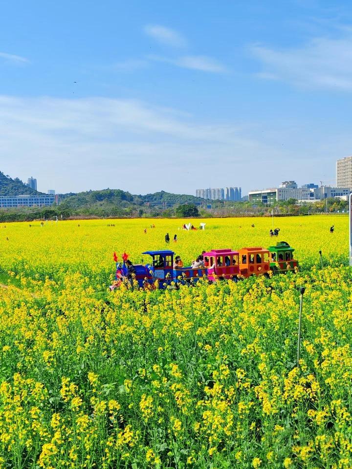 位於深圳光明歡樂田園的油菜花田,面積達40萬平方米,來賞花記得坐小火車!(網上圖片)