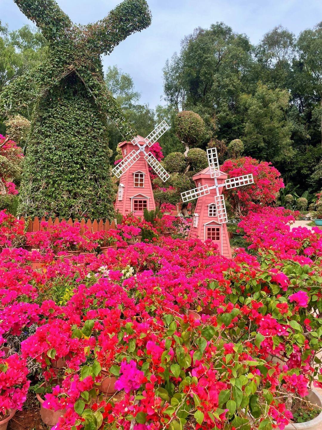 蓮花山公園一年四季都是賞花季節,在春季,現時簕杜鵑正吐艷,風車與鮮花是絕配,亦是最多人打卡的地方。(圖片來源:白色月光攝影師@小紅書)