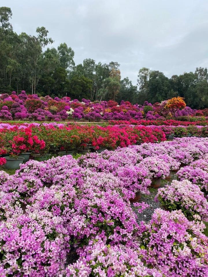 在蓮花山公園風車的另一邊,則有不同粉色的簕杜鵑在向遊客揮手。(圖片來源:依森行遊@小紅書)