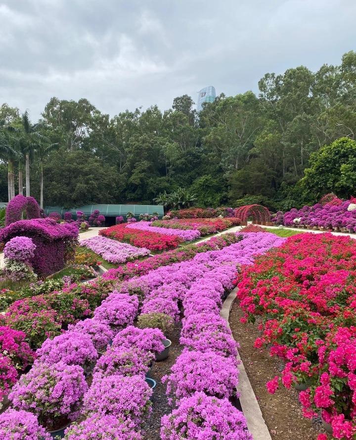 簕杜鵑又名三角梅,色彩鮮艷,造型亦多樣,顯示大自然的魅力。(圖片來源:依森行遊@小紅書)