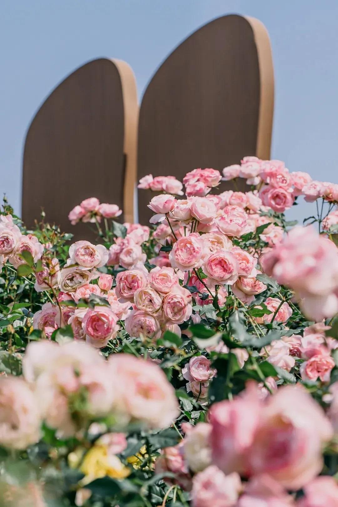 福永立新湖公園簡閱書吧前的月季花開得最茂盛好看。(圖片來源:深圳發布)