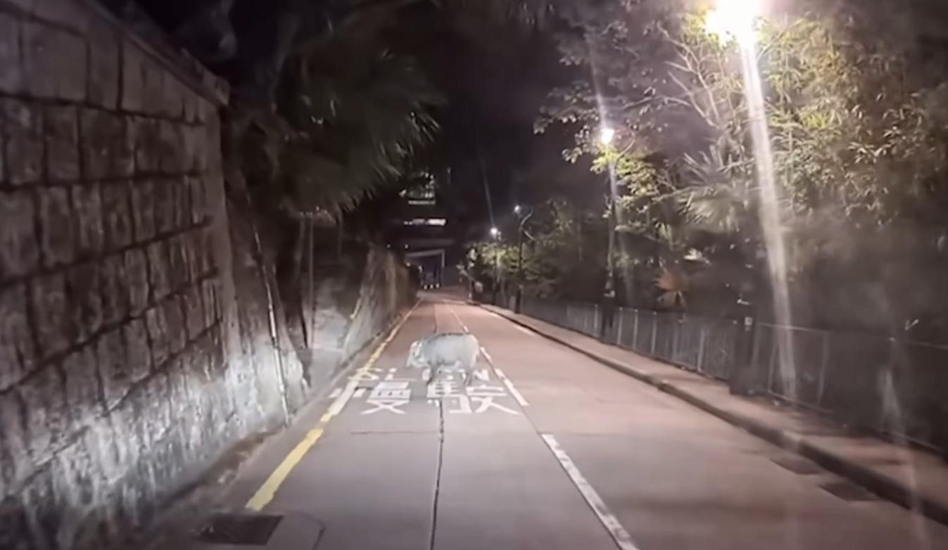 山頂再現野豬蹤影。(fb「車cam L(香港群組)」截圖)