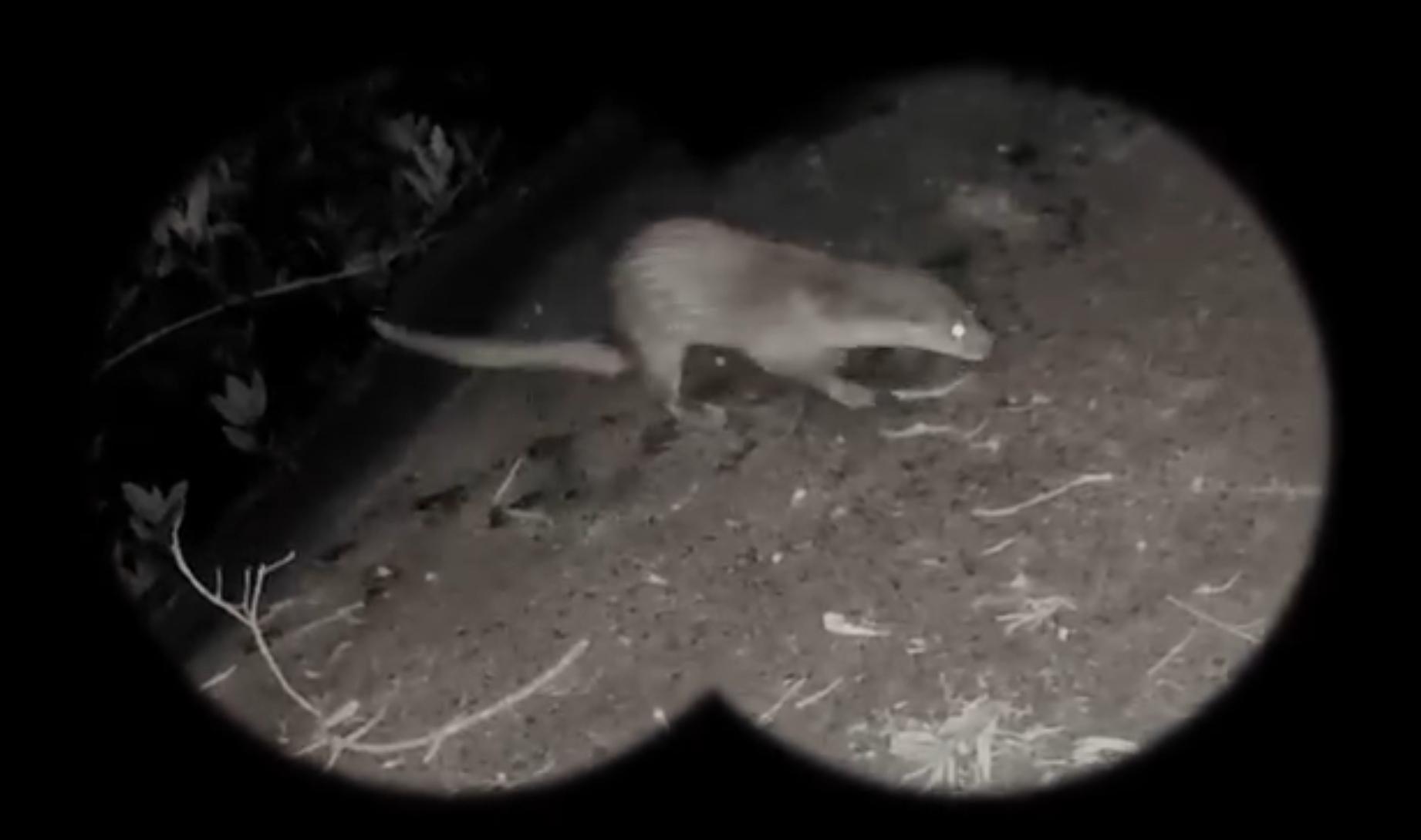 嘉道理農場指濕地公園首次發現「獺」。(fb「嘉道理農場暨植物園」截圖)