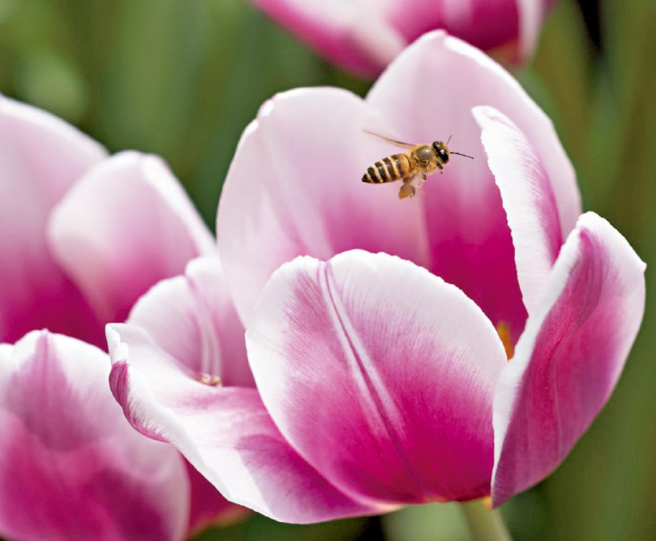 2025年香港花卉展覽