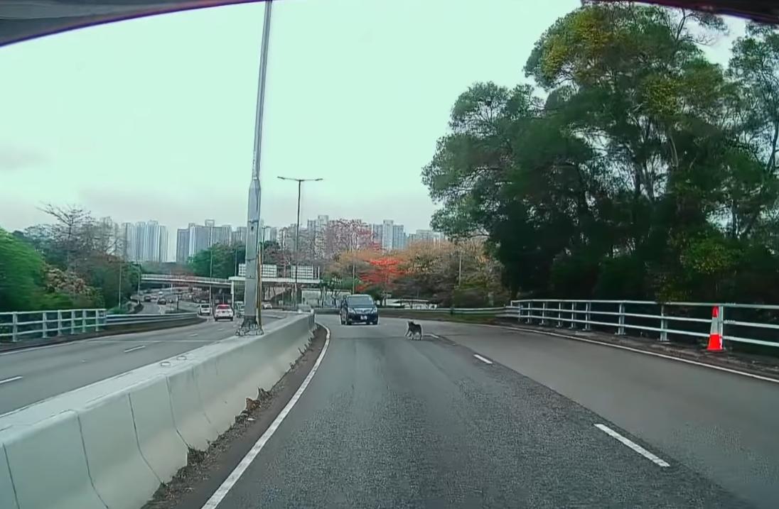 元朗發生狗狗被撞意外。(fb「車cam L(香港群組)」截圖)