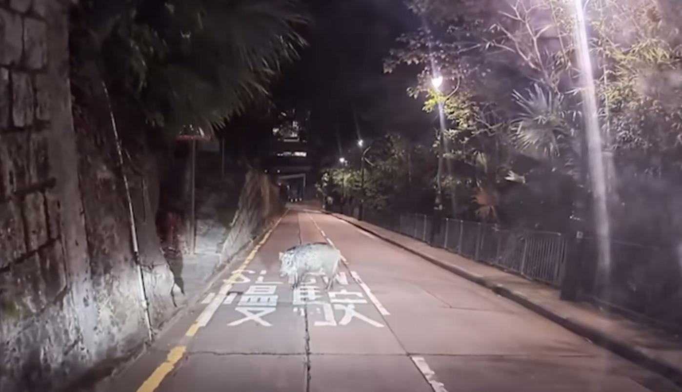 山頂再現野豬蹤影。(fb「車cam L(香港群組)」截圖)