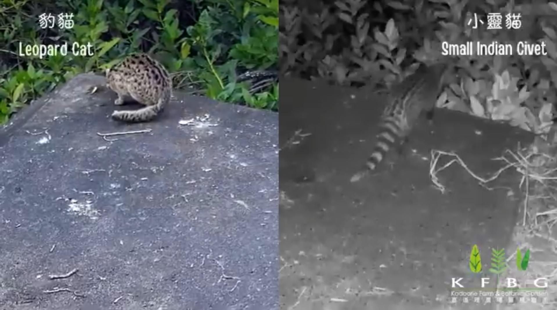 嘉道理農場指濕地公園首次發現「獺」。(fb「嘉道理農場暨植物園」截圖)