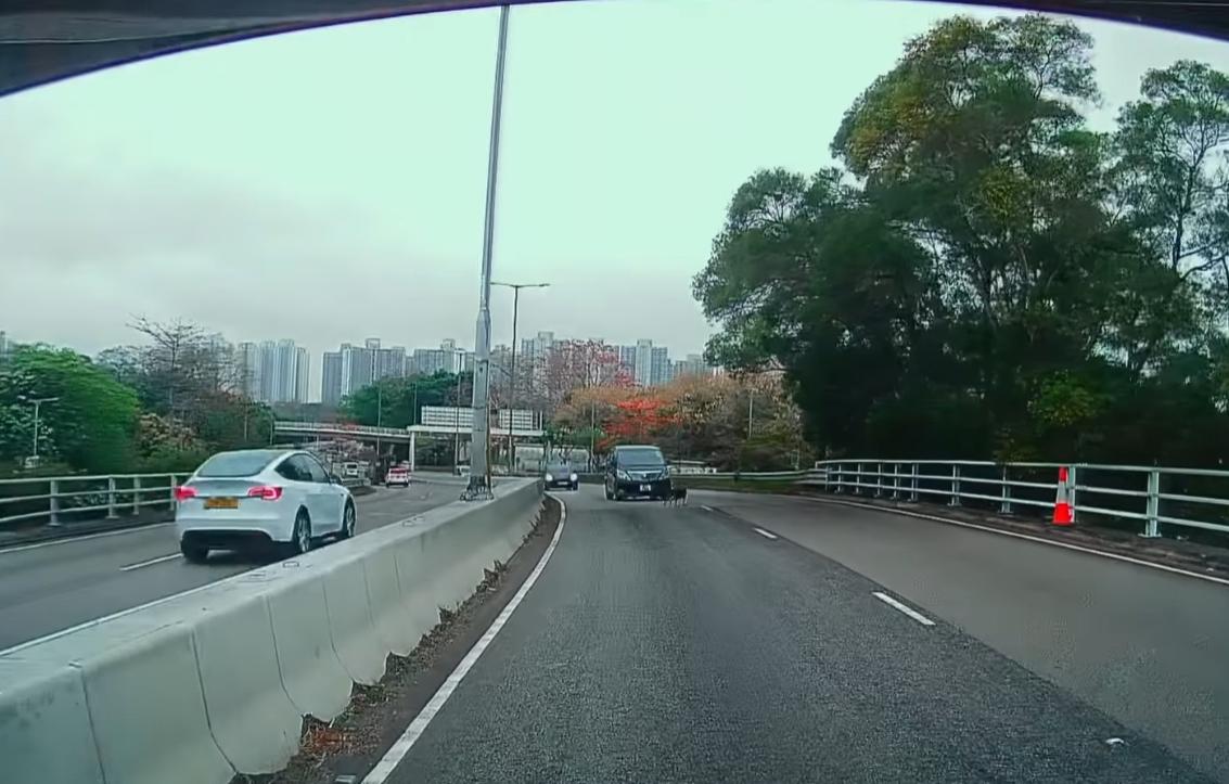 元朗發生狗狗被撞意外。(fb「車cam L(香港群組)」截圖)