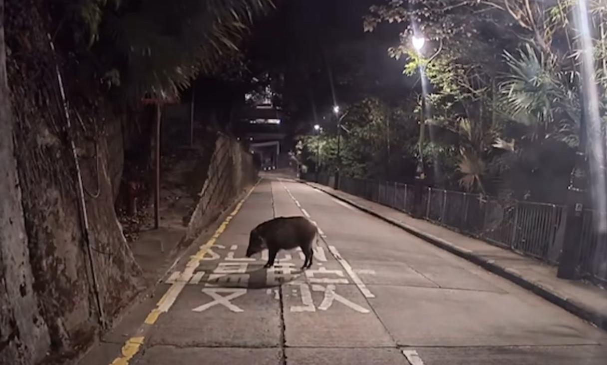 山頂再現野豬蹤影。(fb「車cam L(香港群組)」截圖)