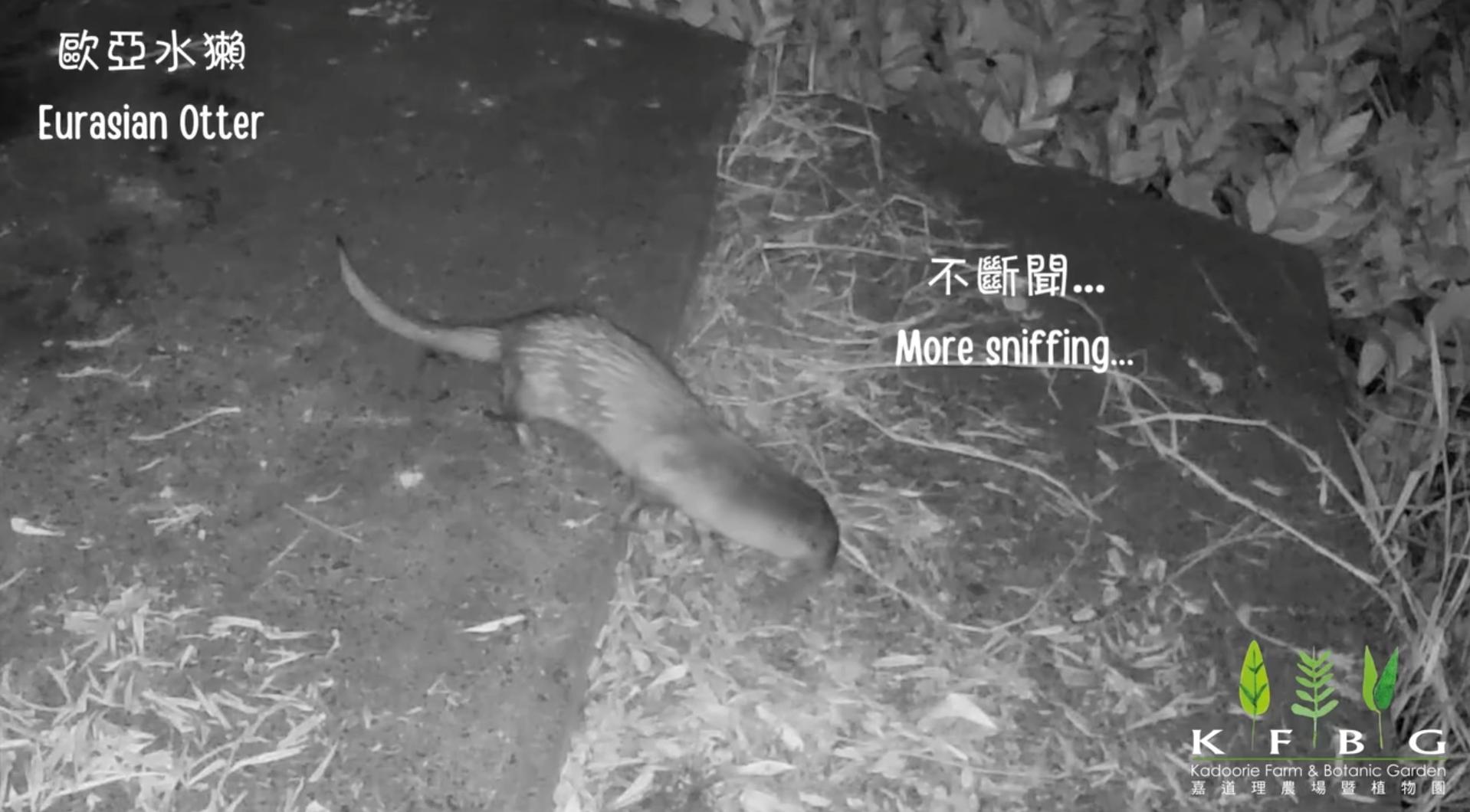 嘉道理農場指濕地公園首次發現「獺」。(fb「嘉道理農場暨植物園」截圖)